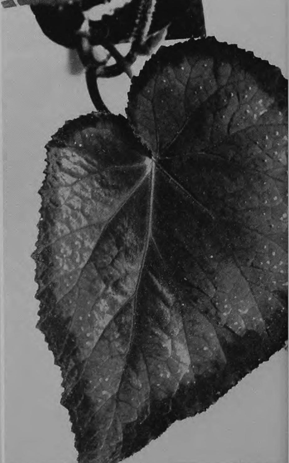 B. ‘Nigger Tree’
